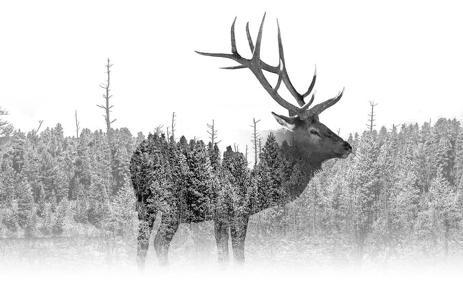 Artistic Black and White Portrait of an Elk Photograph by Randall Nyhof