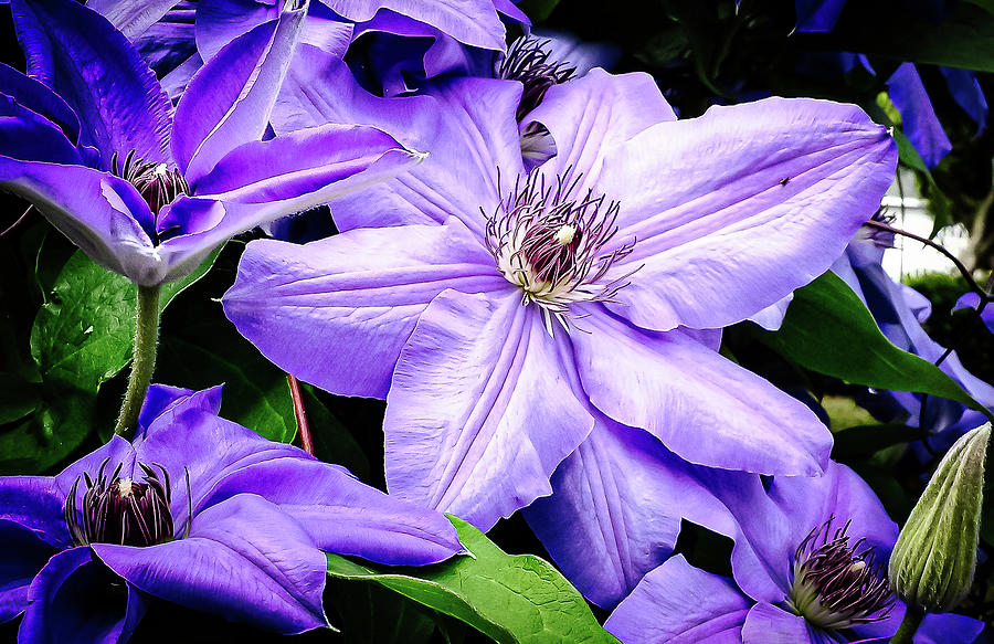 Artistic Clematis Photograph by Ed Stines
