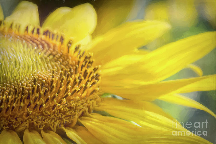 Artistic Dancing Sunflower Photograph by Lorraine Cosgrove