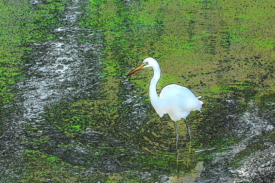 Artistic Egret Photograph by Jerry Griffin