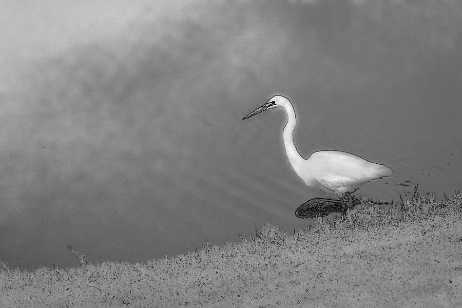 Artistic Egret on a Spring Morning Photograph by Jerry Griffin