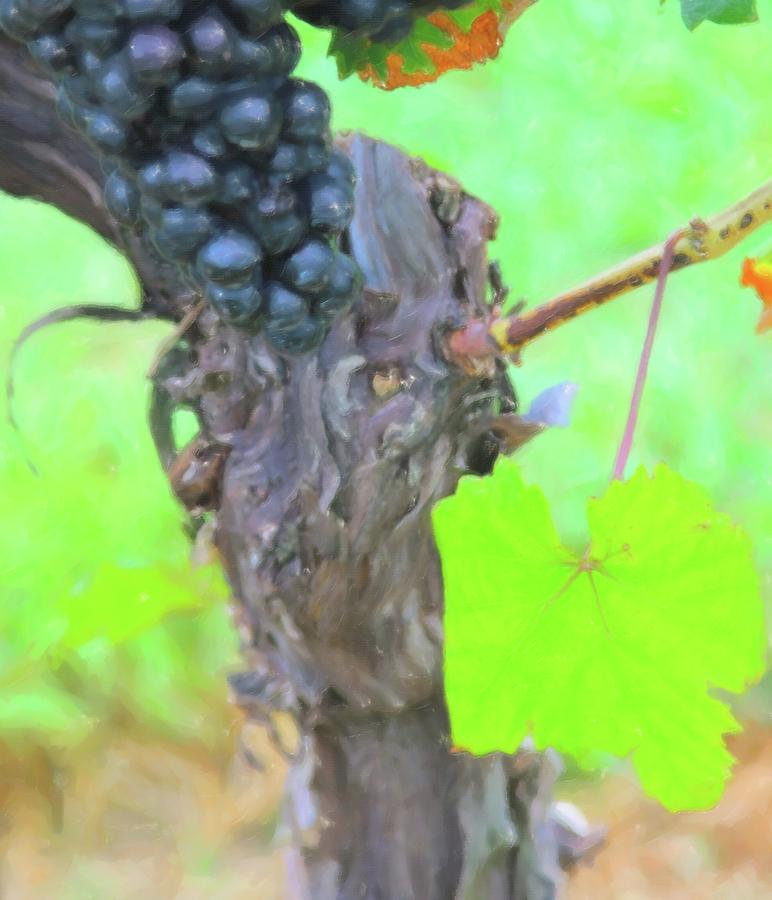 Artistic Grape Leaf, Trunk And Grapes  Photograph by Cathy Lindsey
