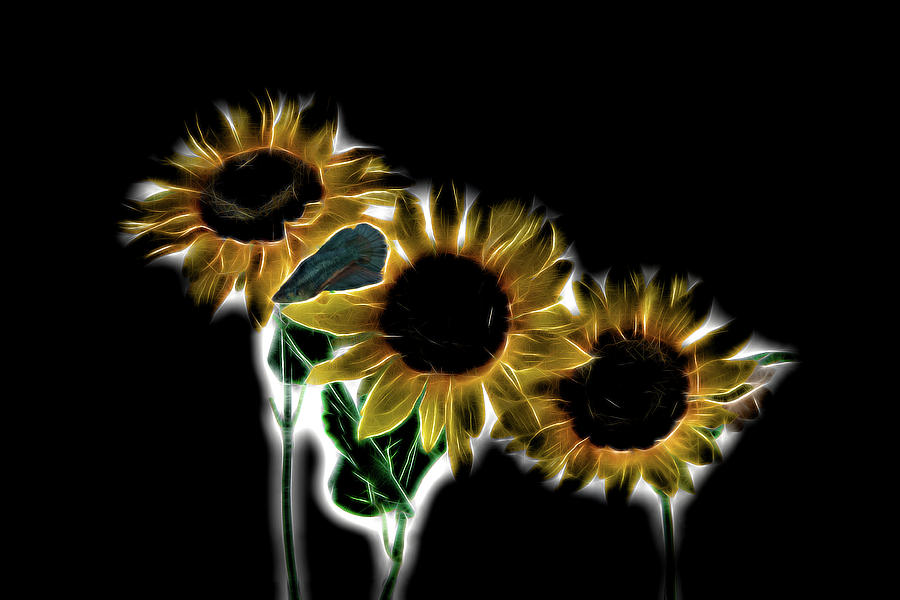 Artistic lighting around sunflowers underwater    paintography Photograph by Dan Friend