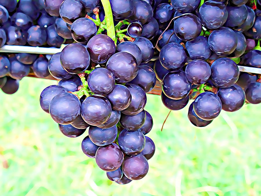 Artistic Luscious Grapes Photograph by Cathy Lindsey