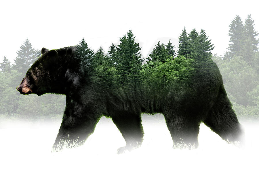 Artistic Portrai of a Black Bear with Forest Photograph by Randall Nyhof