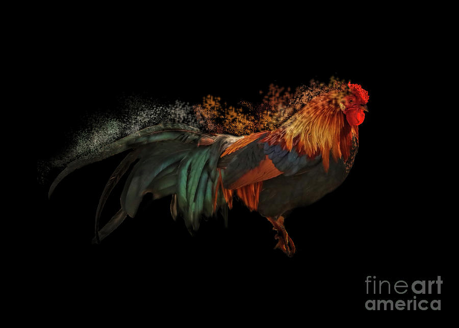 Artistic Rooster Photograph by Stephanie Laird