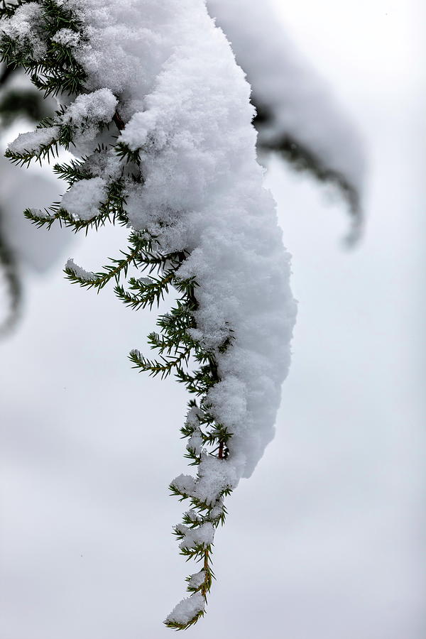 Artistic Snowy Branch Photograph by Aleksandrs Drozdovs