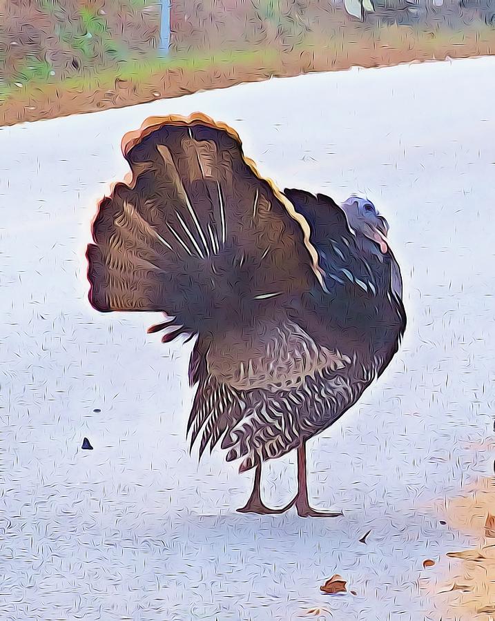 Artistic Turkey Feathers Photograph