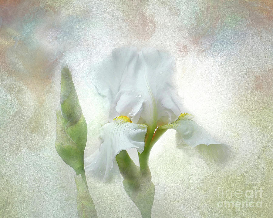 Artistic White Iris Digital Art by Amy Dundon