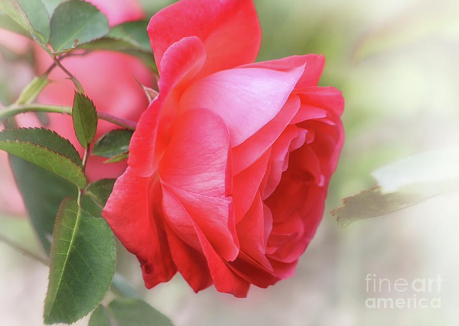Artistry Rose Photograph by Karen Adams