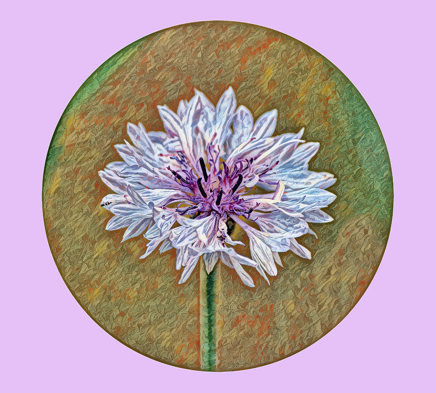 Artsy Circular Shape Bachelors Button Flower Digital Art by Gaby Ethington