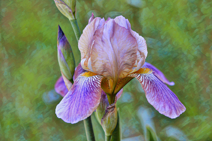 Artsy Illustrated Iris Flower Digital Art by Gaby Ethington