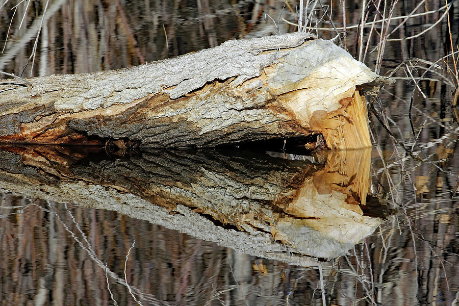 Artwork Of A Beaver Photograph