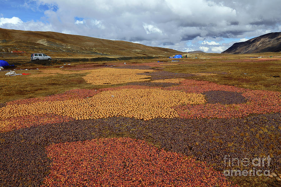 Artwork with potatoes in the Andes Photograph by James Brunker