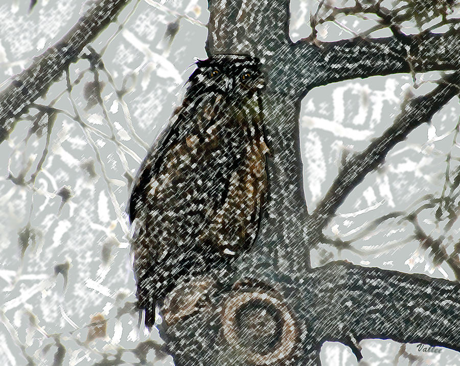 Arty Owl Digital Art by Vallee Johnson