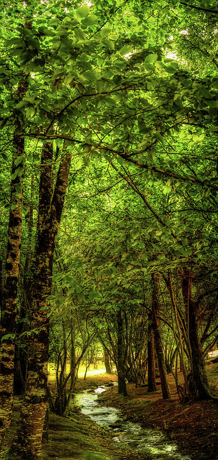 Artzubi forest Photograph by Micah Offman