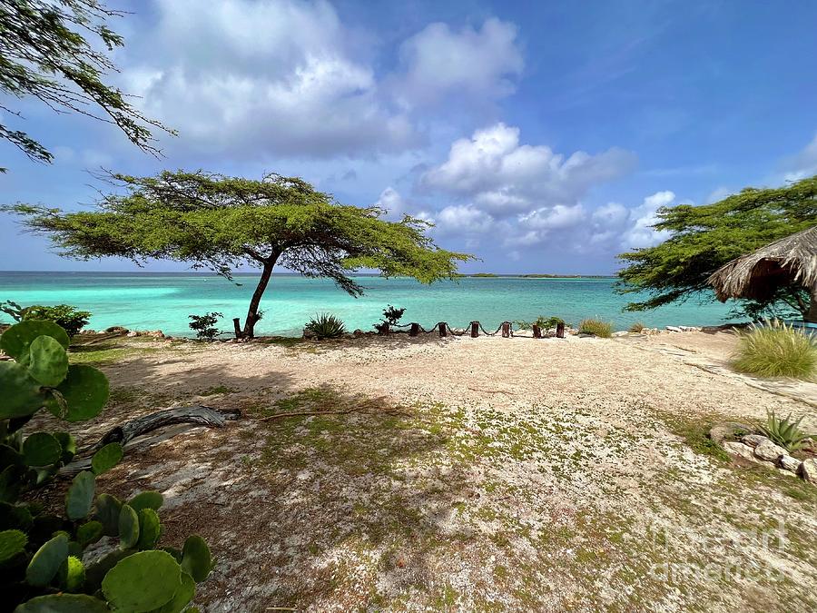 Aruba Beach tree Photograph by Marie Barcia - Fine Art America