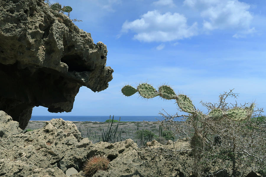 Aruba Desert Landscape Photograph by Stamp City | Fine Art America