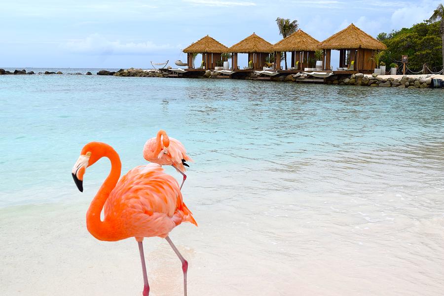 Aruba Flamingo Island Photograph by Wade Sowards - Fine Art America