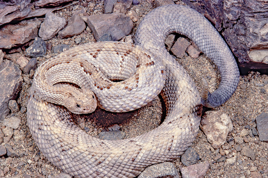 Aruba Island rattlesnake Photograph by R. Andrew Odum