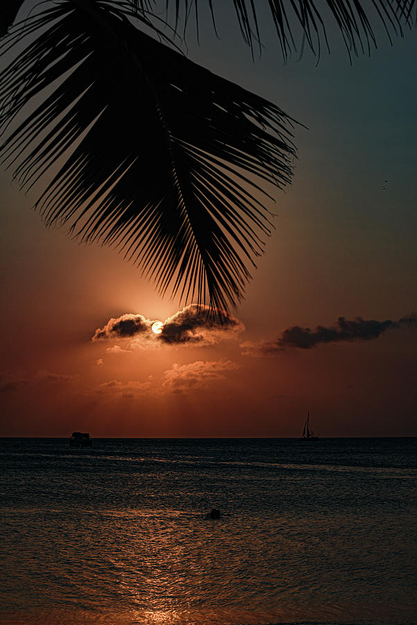 Aruba-Palm Frond and Setting Sun Photograph by Judy Wolinsky