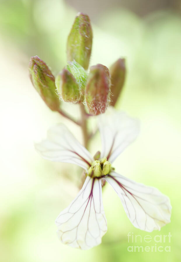 Arugula Flower Macro Photograph by Iris Richardson