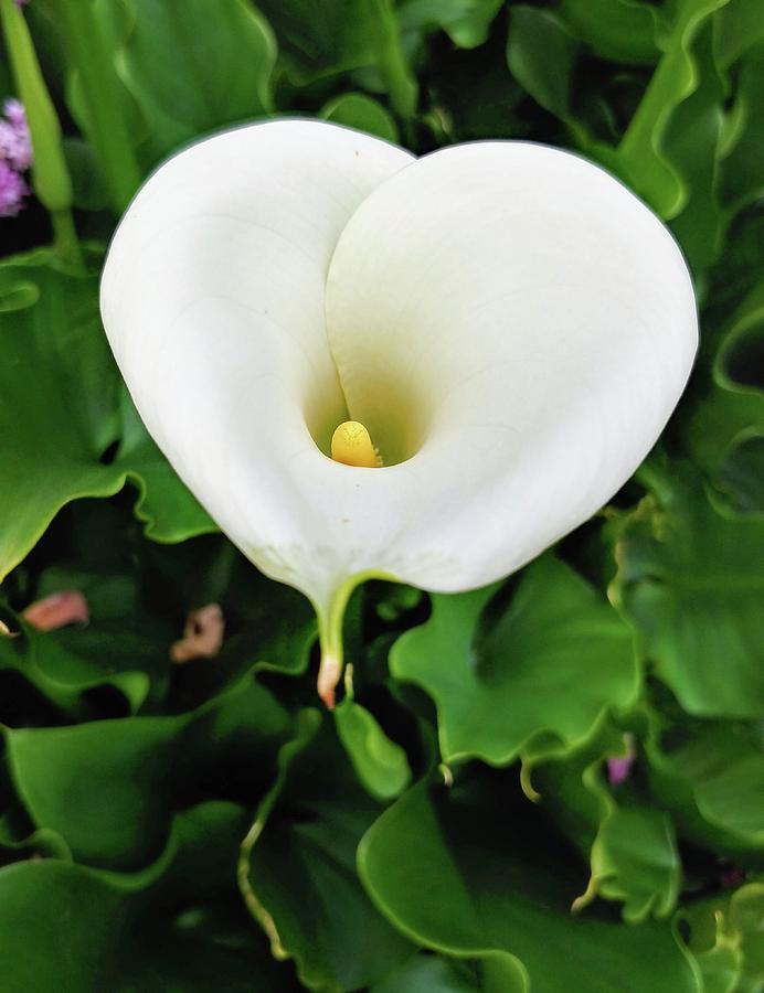Arum Lily Photograph by Darrell MacIver