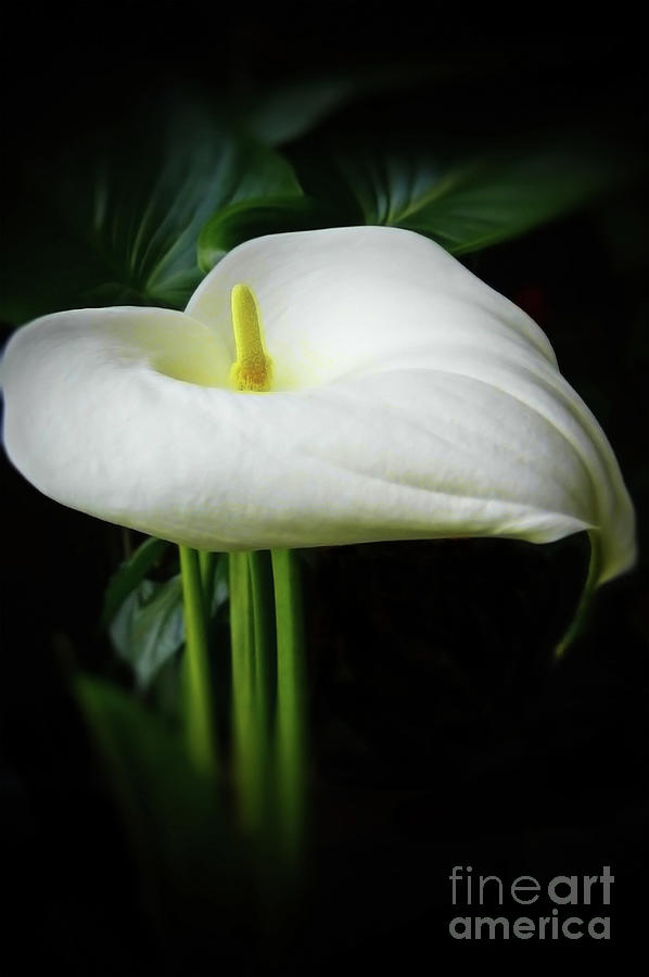 Arum Lily Photograph by Jasna Dragun