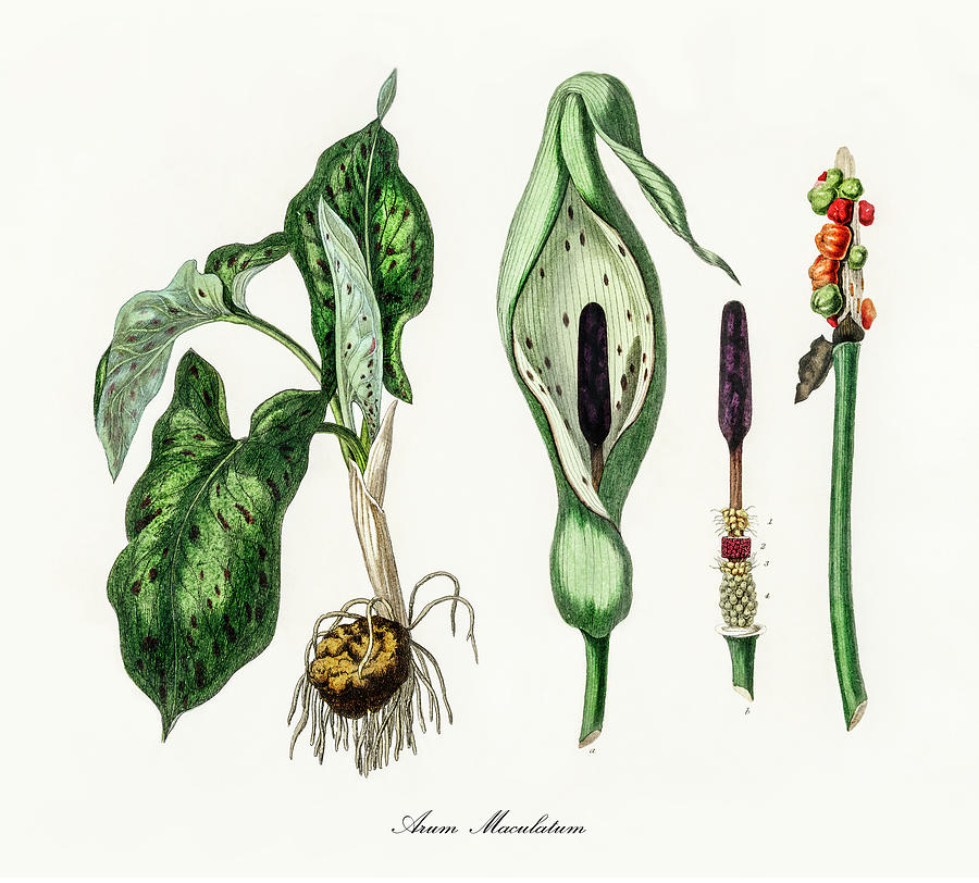 Nature Digital Art - Arum Maculatum - Lords And Ladies -  Common Name - Medical Botany - Vintage Botanical Illustration by Studio Grafiikka
