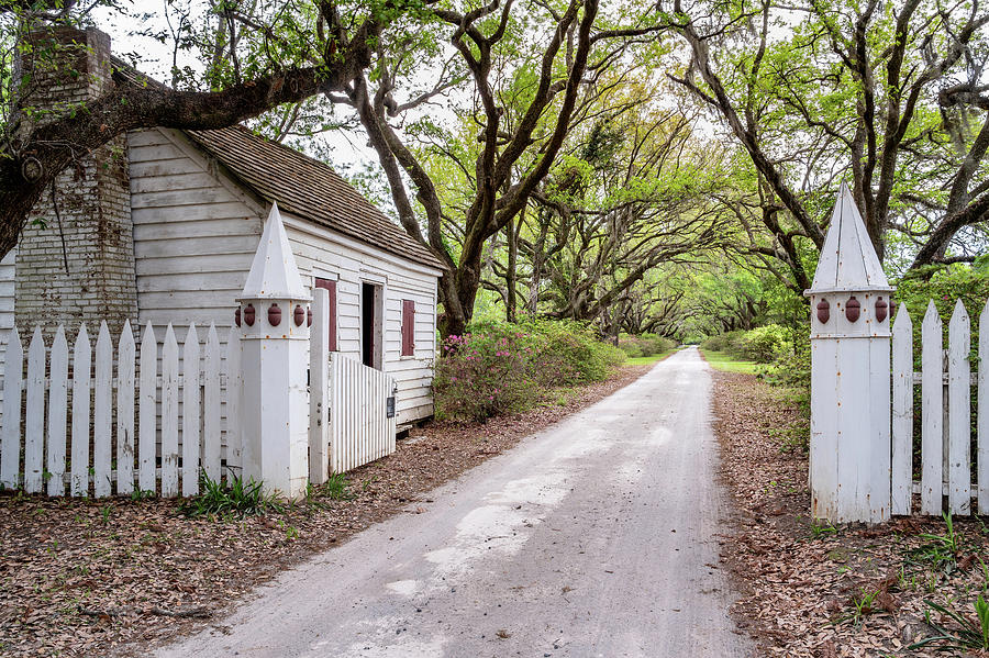 Arundel Plantation Avenue of Oaks and Slave Cabin, Plantersville Photograph by Dawna Moore Photography