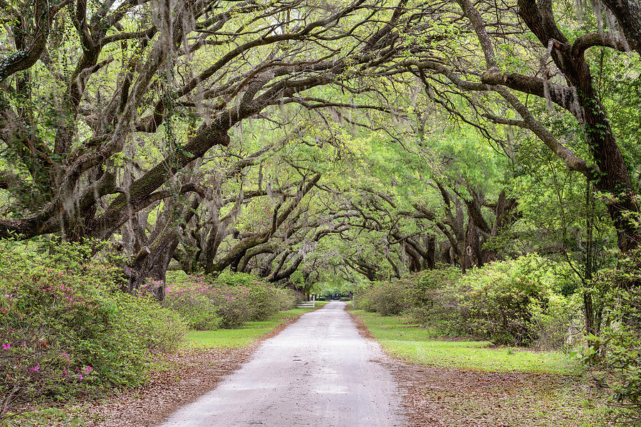 Arundel Plantation Avenue of Oaks, Plantersville, South Carolina Photograph by Dawna Moore Photography