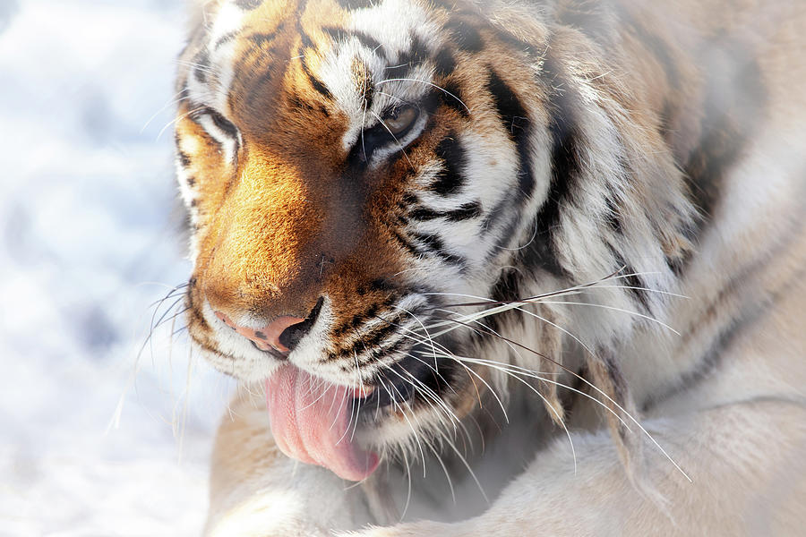 As A Tiger Licks Photograph by Karol Livote
