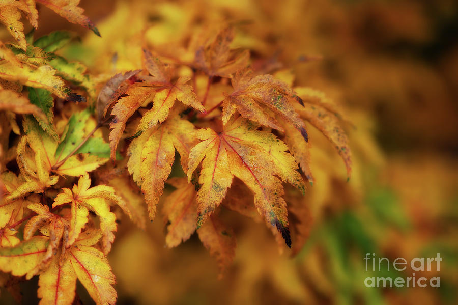 As Autumn Leaves Turn Photograph by Venetta Archer