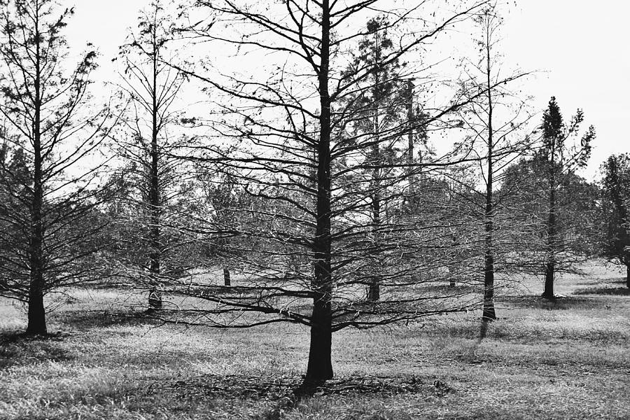As Leaves Fall Trees Black and White Photograph by Gaby Ethington Fine Art America