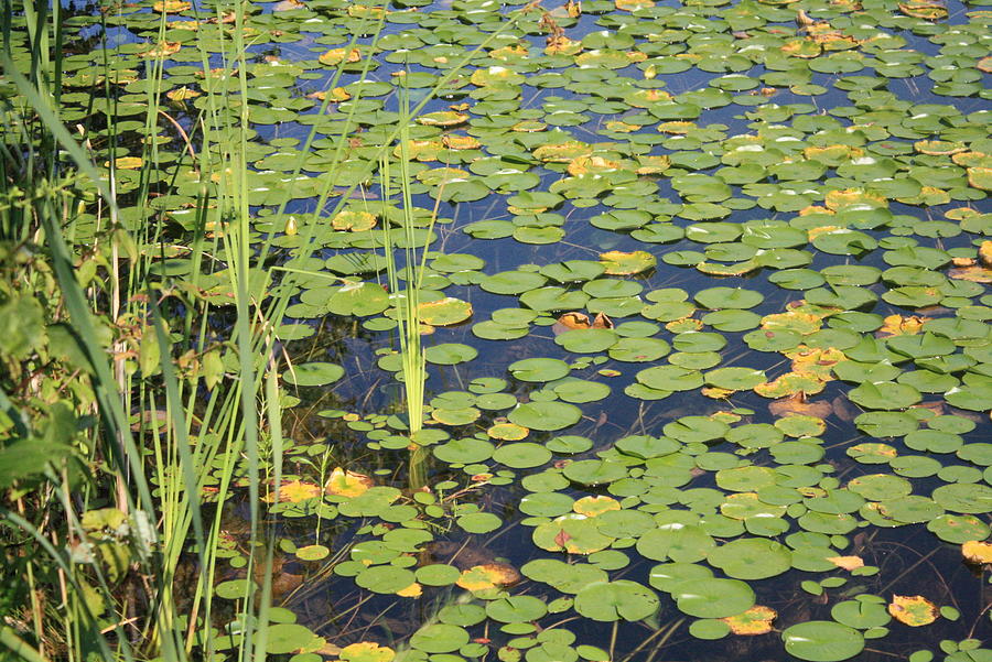 As Lily Floats Photograph by Torrence Peck Jr - Pixels