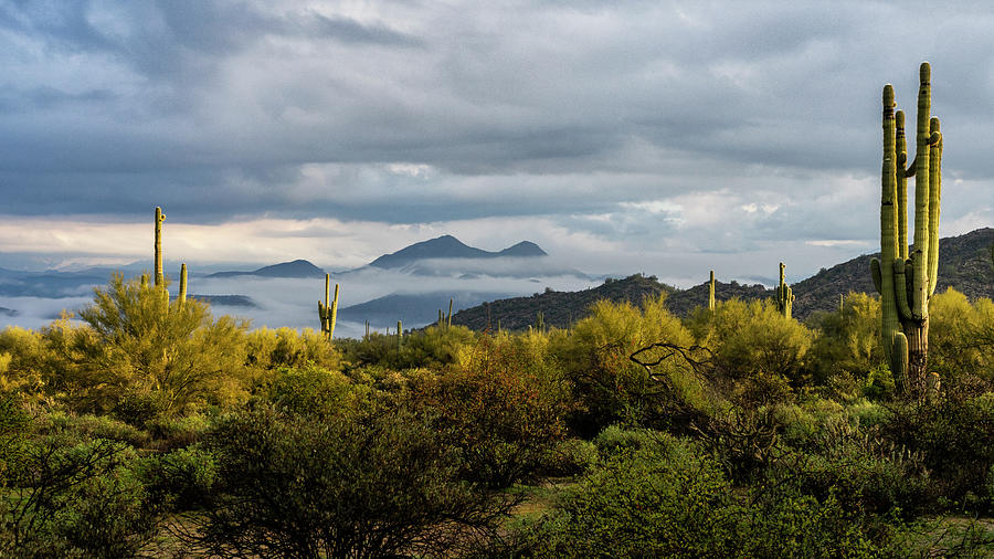 As Morning Arrives In The Sonoran Photograph by Saija Lehtonen