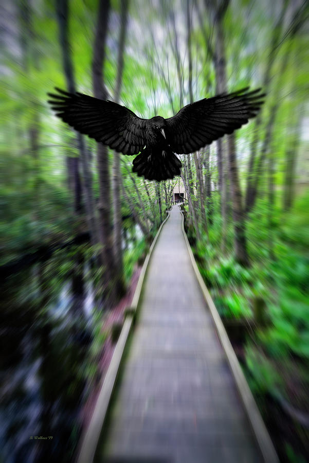 As The Crow Flies Photograph by Brian Wallace