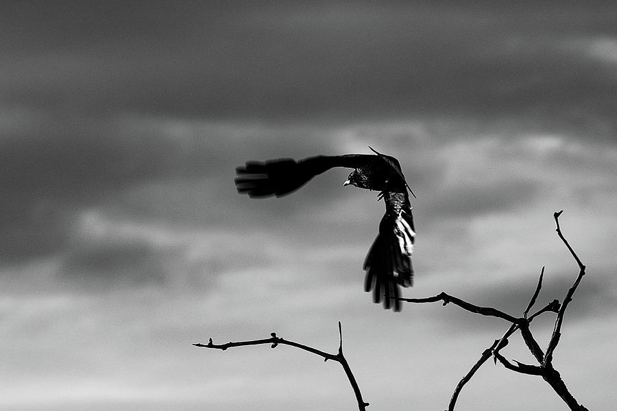As the Crow Flies Photograph by Denise Kopko