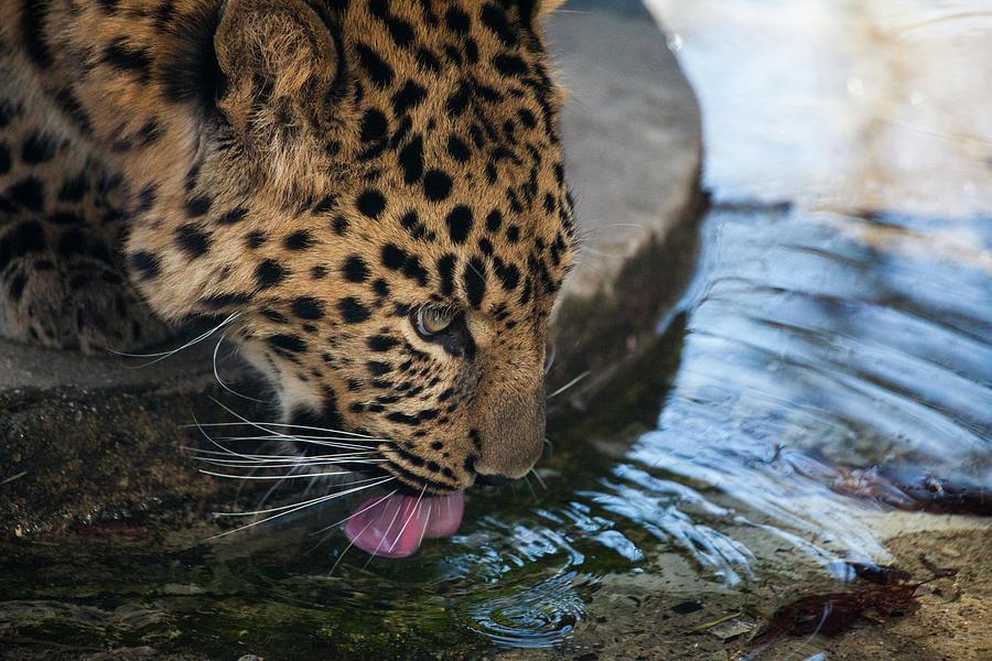 Wildlife Photograph - As The Leopard Drinks by Karol Livote