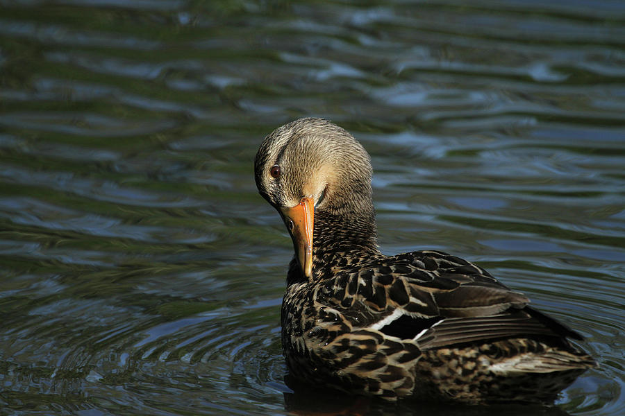 Duck Photograph - As The Mallard Bends by Karol Livote