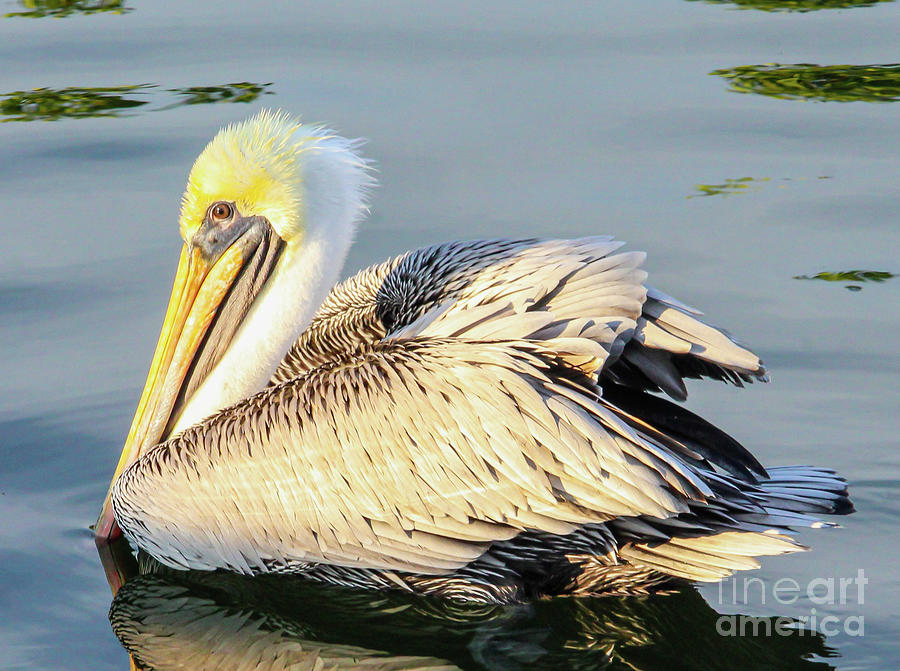 As the Pelican Swims... Photograph by Joanne Carey