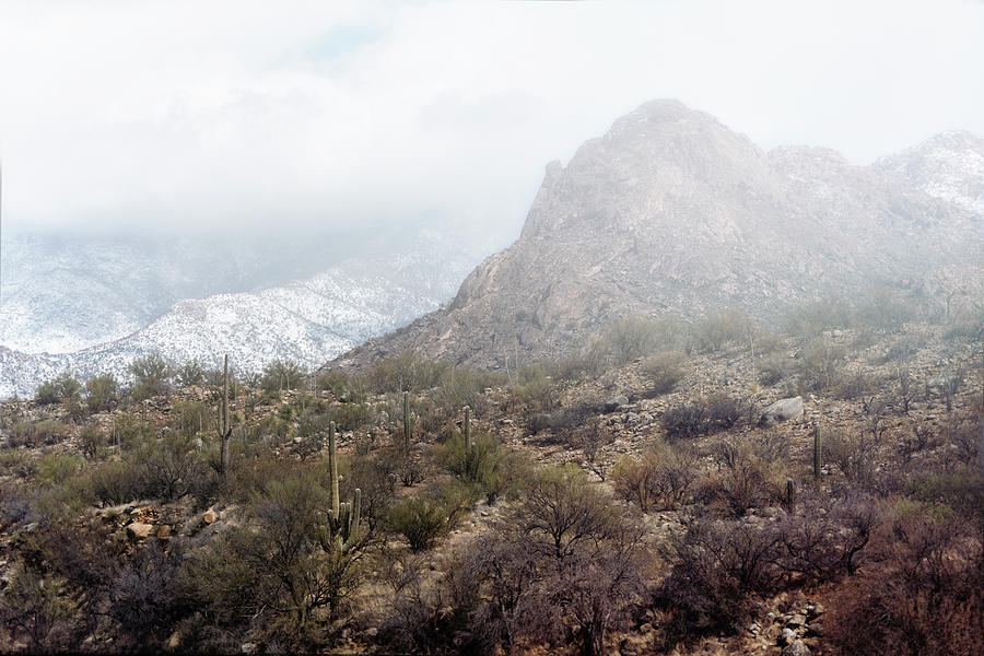 As The Snow Falls On The Sonoran Photograph by Saija Lehtonen