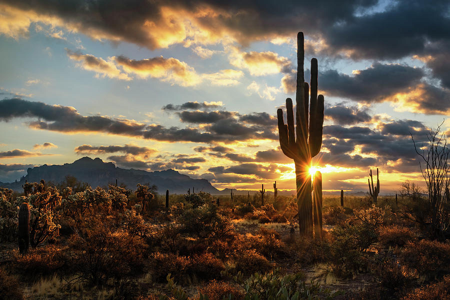 As The Sun Rises In The Sonoran Desert  Photograph by Saija Lehtonen