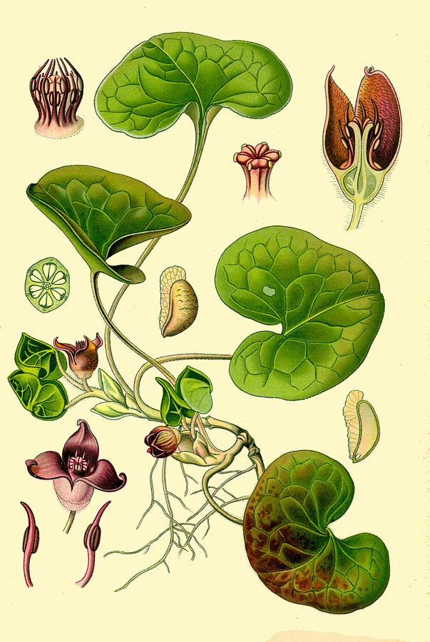 Asarum europaeum Drawing by Otto Wilhelm Thome