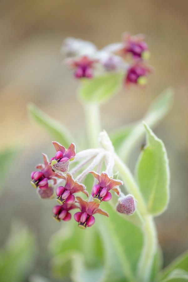 Asclepias californica - California Milkweed Photograph by Alexander Kunz