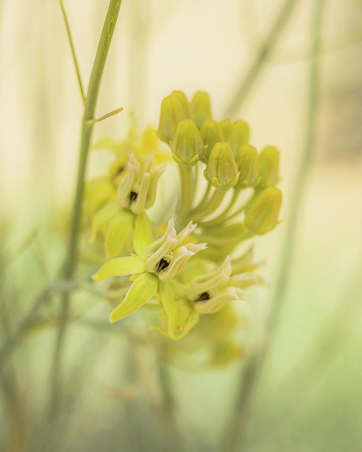 Asclepias subulata - Skeleton Milkweed Photograph by Alexander Kunz
