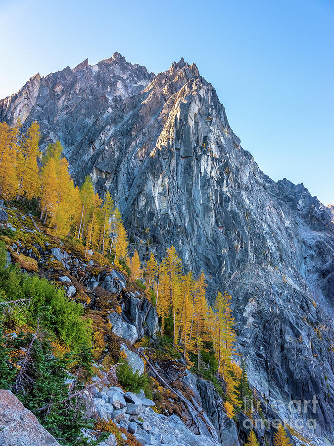 Aasgard Pass Larches Photograph by Mike Reid