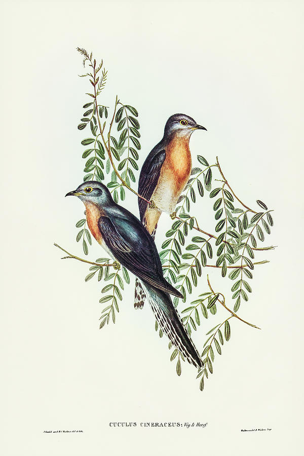 John Gould Drawing - Ash-coloured Cuckoo, Cuculus cineraceus by John Gould