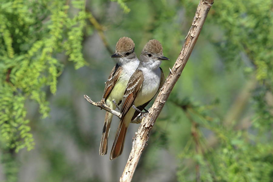 Ash-throated Flycatchers Photograph by Steve Wolfe