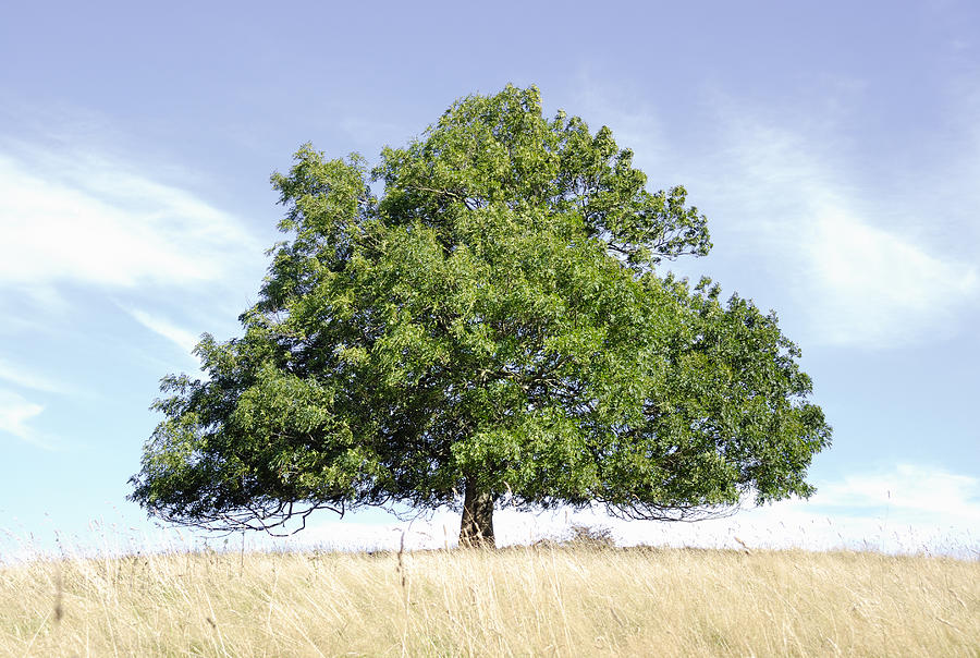 Ash tree, horizontal Photograph by Monap